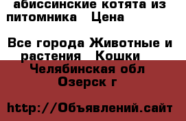 абиссинские котята из питомника › Цена ­ 15 000 - Все города Животные и растения » Кошки   . Челябинская обл.,Озерск г.